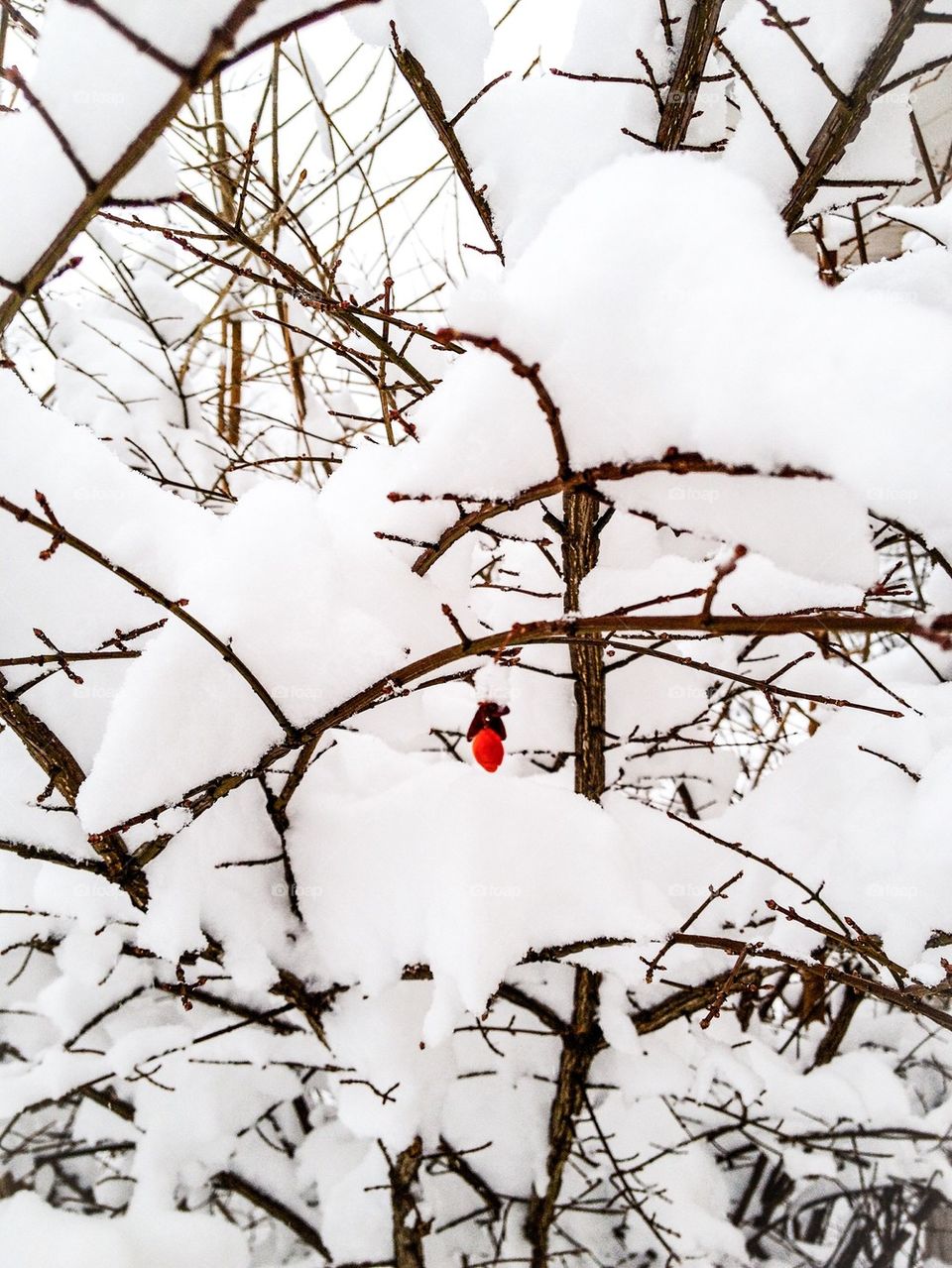 Lone Surviving Berry