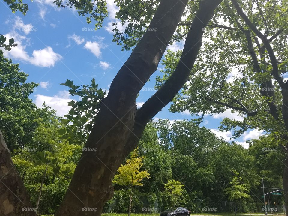 Tree, Wood, Landscape, Nature, Leaf