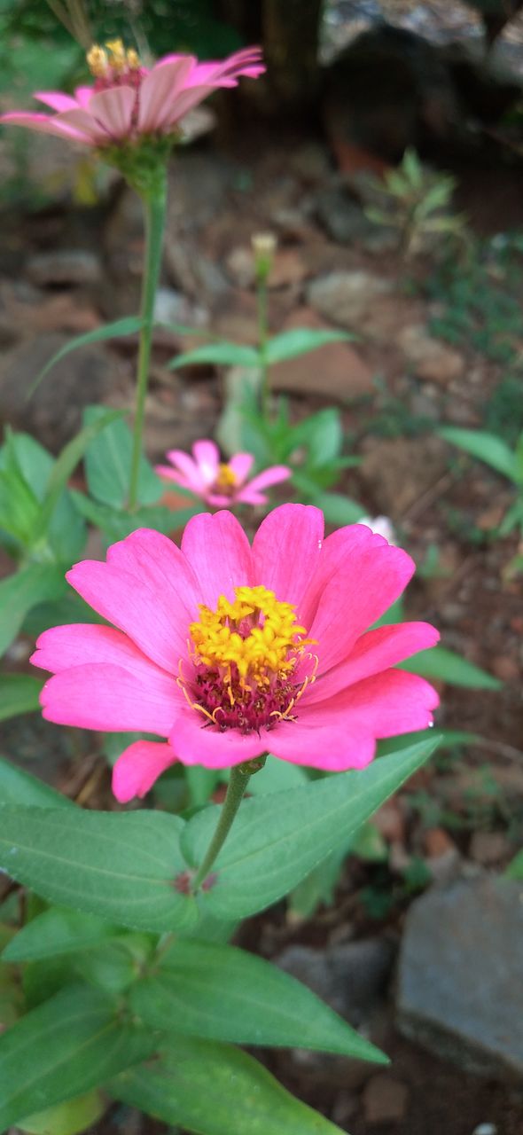 Flower Zinia