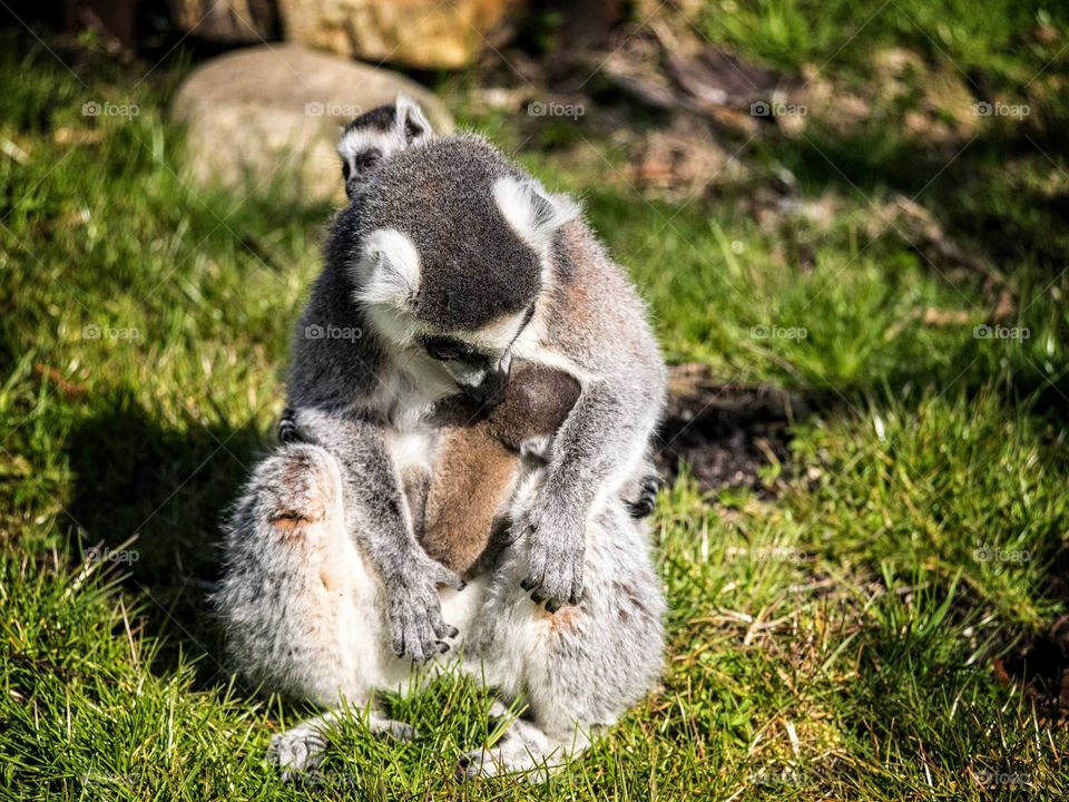 Lemur mom. Female lemur with 2cubs, cuddling one of them