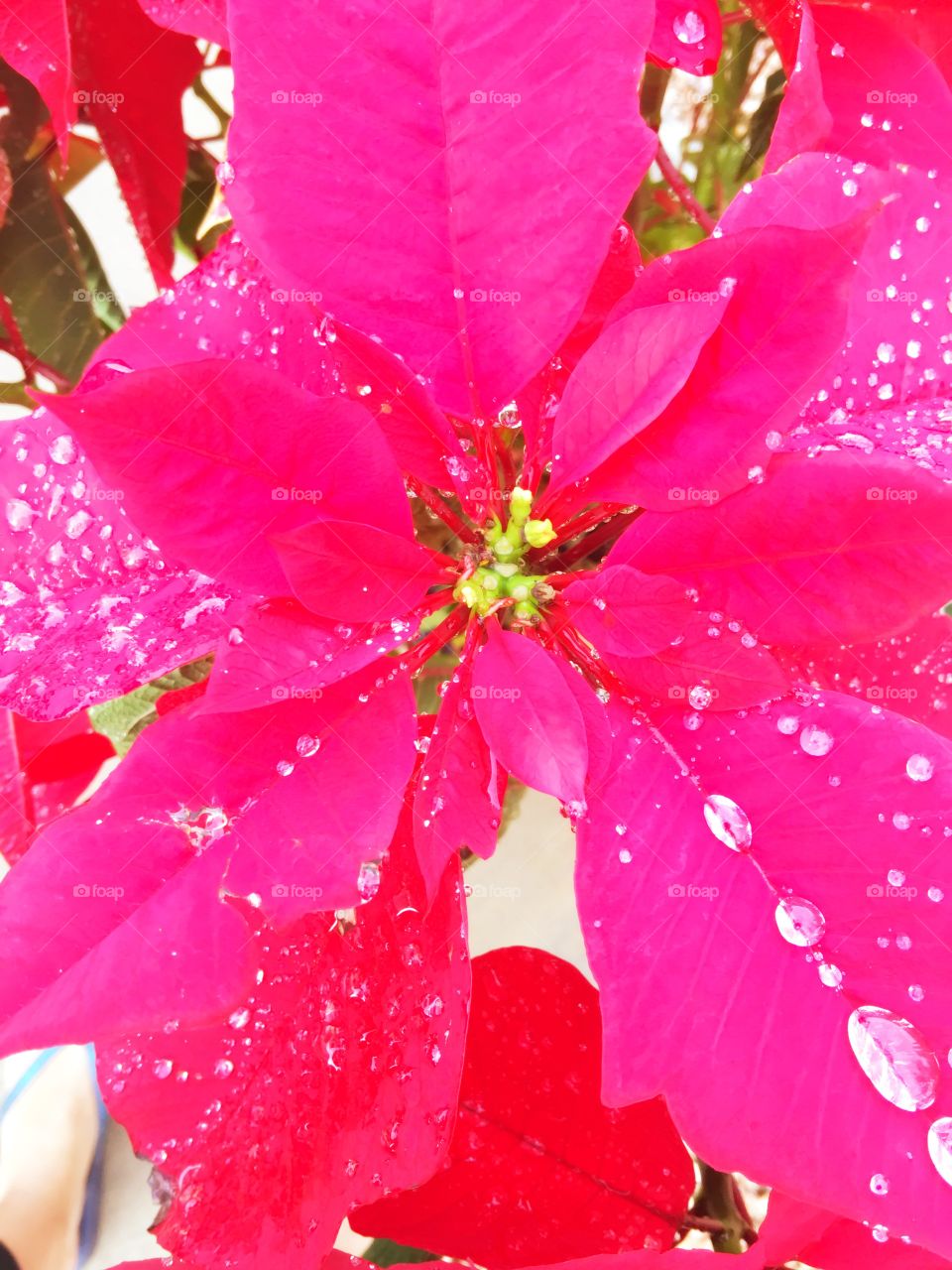 Poinsettia adorned in raindrop jewels.