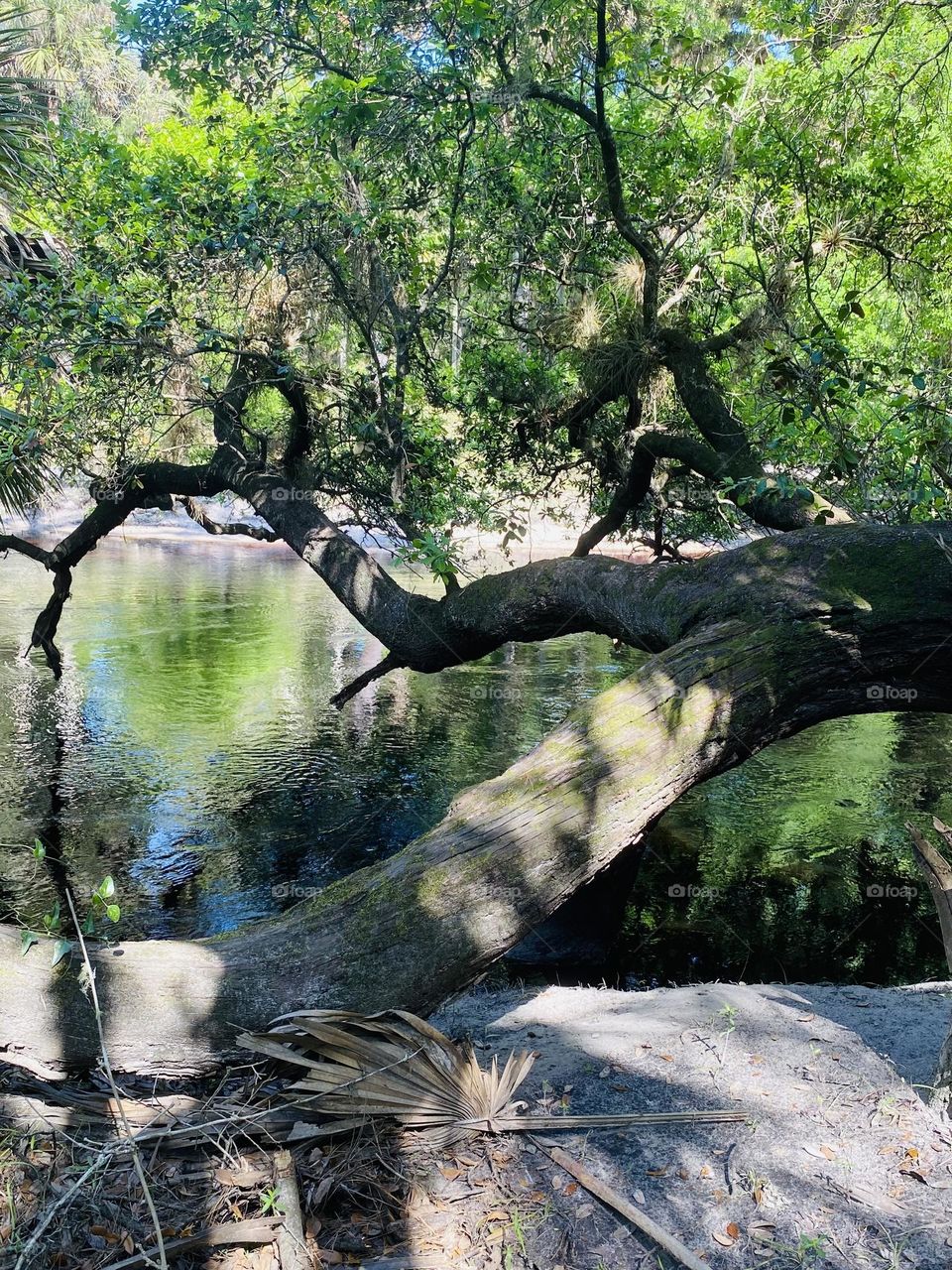 Beautiful trees and sunshine 