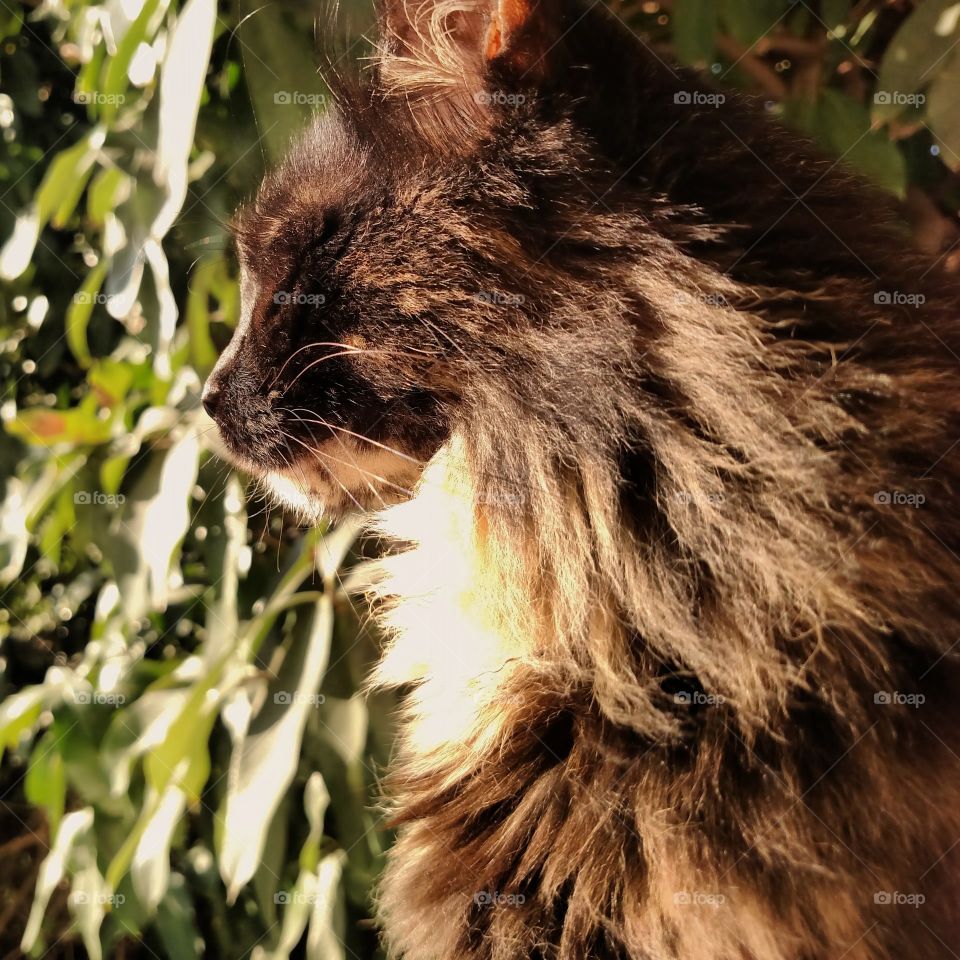 Sunning cat with lovely mane 😻