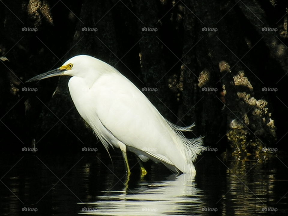 Egret