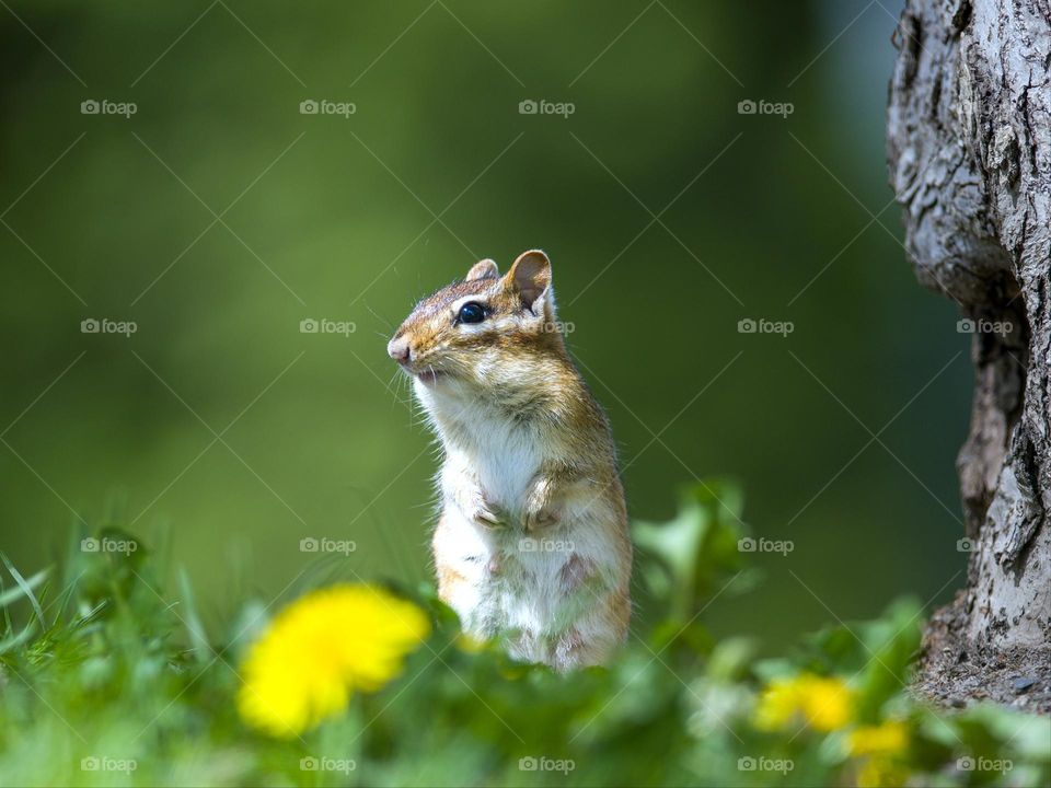 Little chipmunk on a lookout