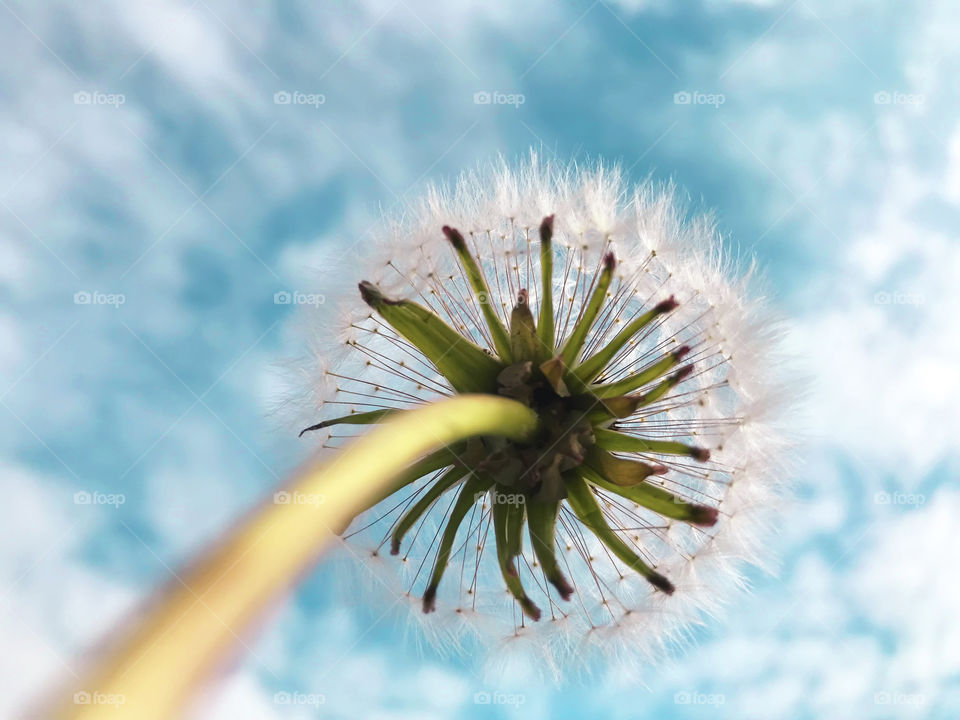 Dandelion on blue cloudy sky background 