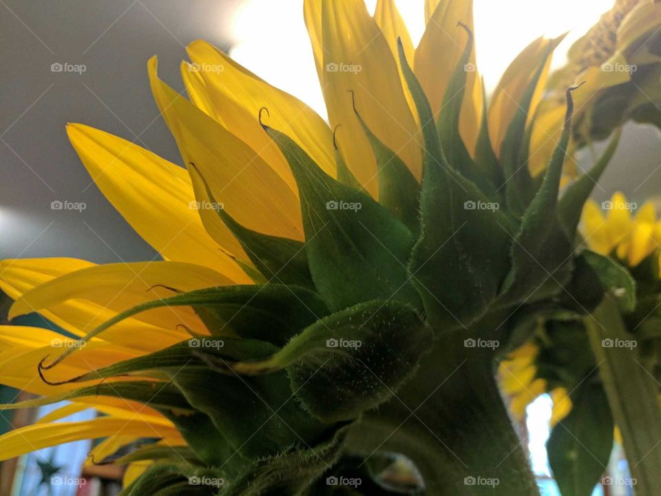 Happy sunflowers