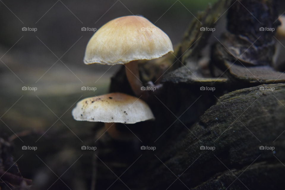 Fungus, Mushroom, Fall, Nature, No Person