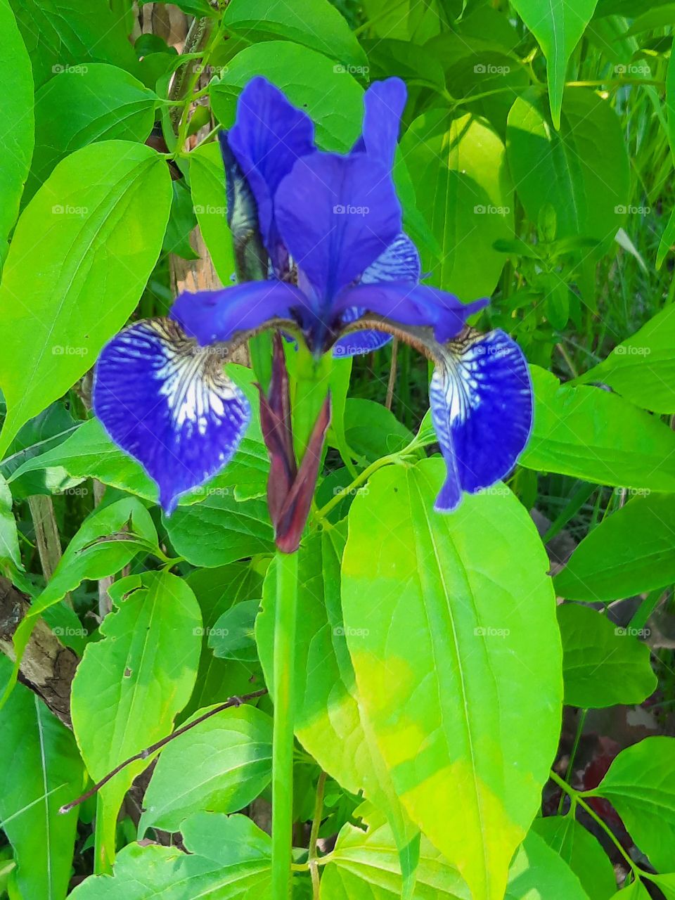 blue iris among green leaves