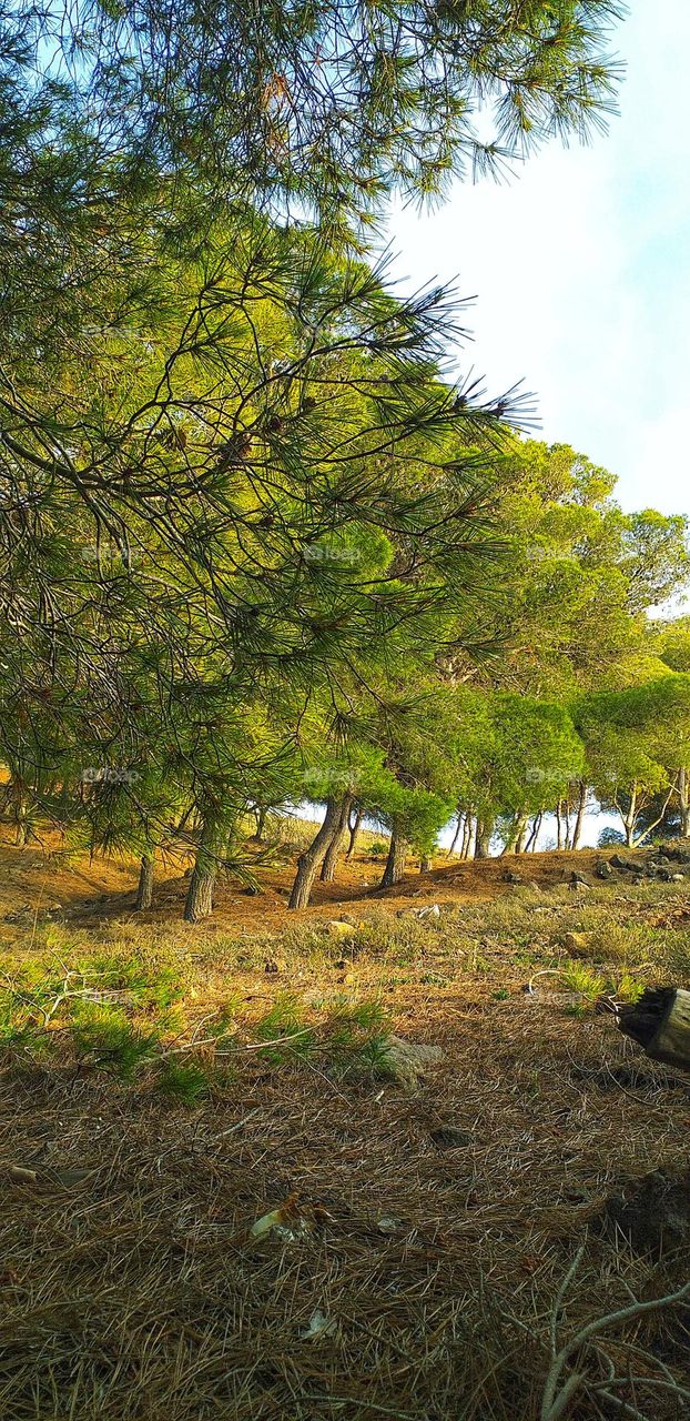 Pine Forest Serenity on a Golden Hill