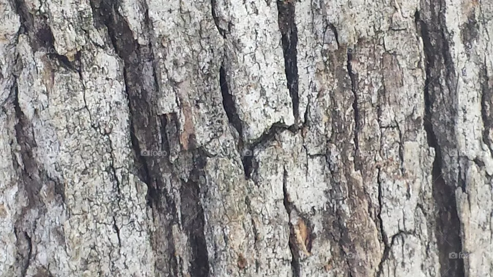 bark