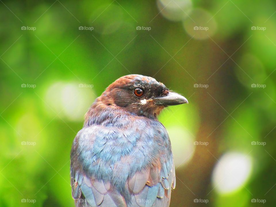 The black drongo (Dicrurus macrocercus) is a small Asian passerine bird of the drongo family Dicruridae.