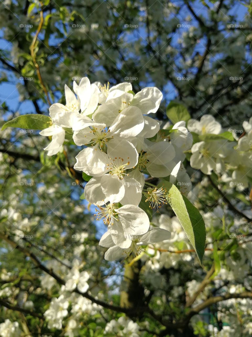 Crabapple blossom