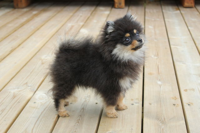 Pomeranian puppy