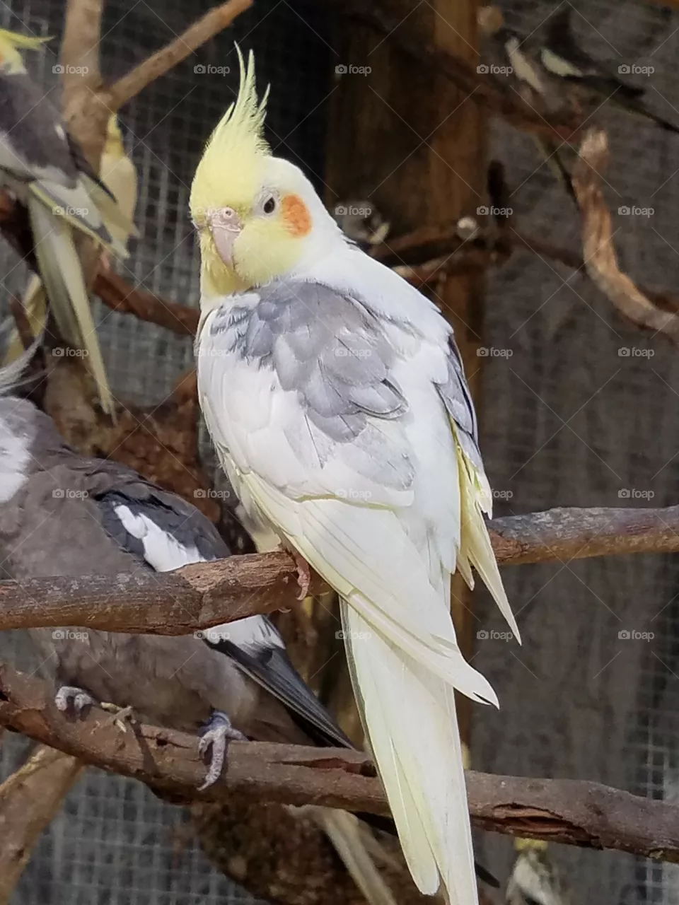Cokatiel