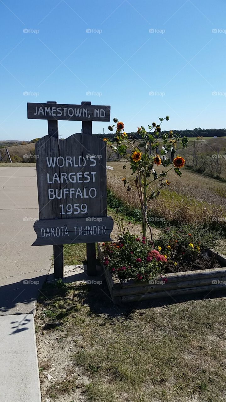 world's largest buffalo sign in Jamestown north dackota