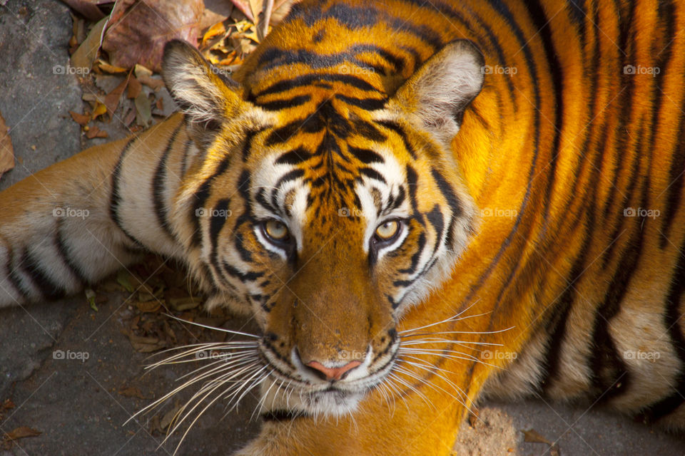 THE BENGAL TIGER IN PATTAYA THAILAND