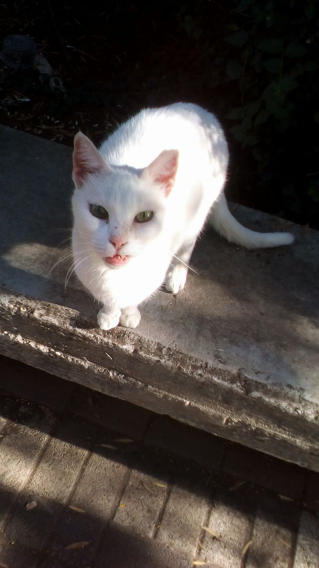 cat  looking
