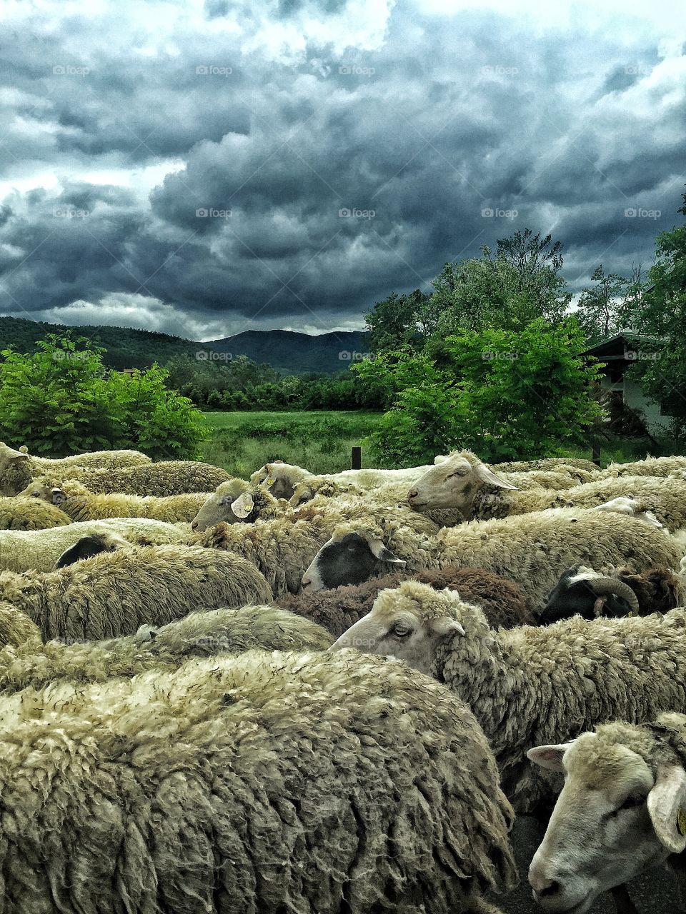 The Lord is my shepherd; I shall not want.