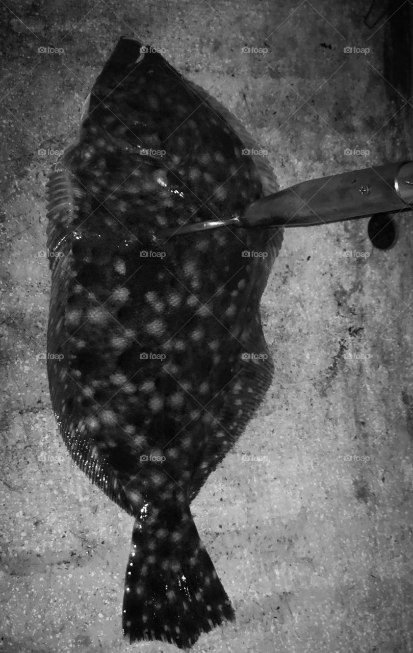 Flounder gigging night black and white 