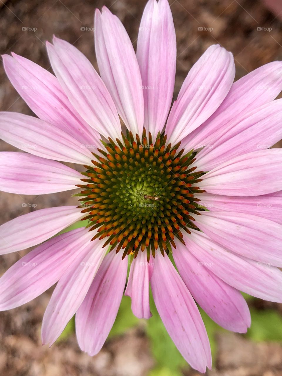 Pink coneflower closeup with red ant in center