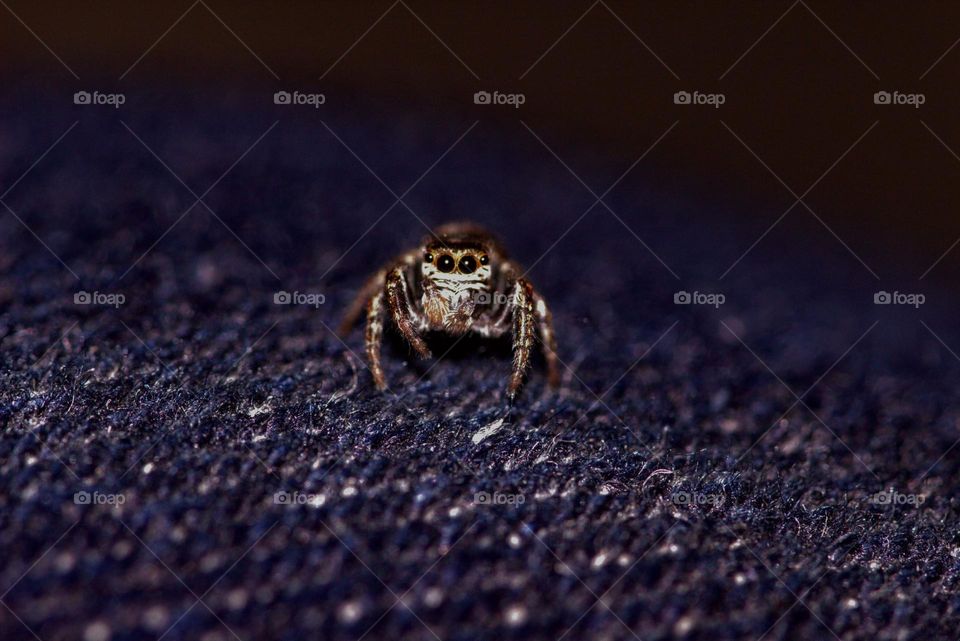 A jumping spider staying on my pants.