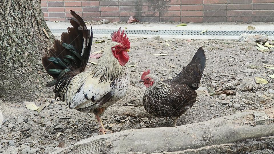 Rooster and hen walk together