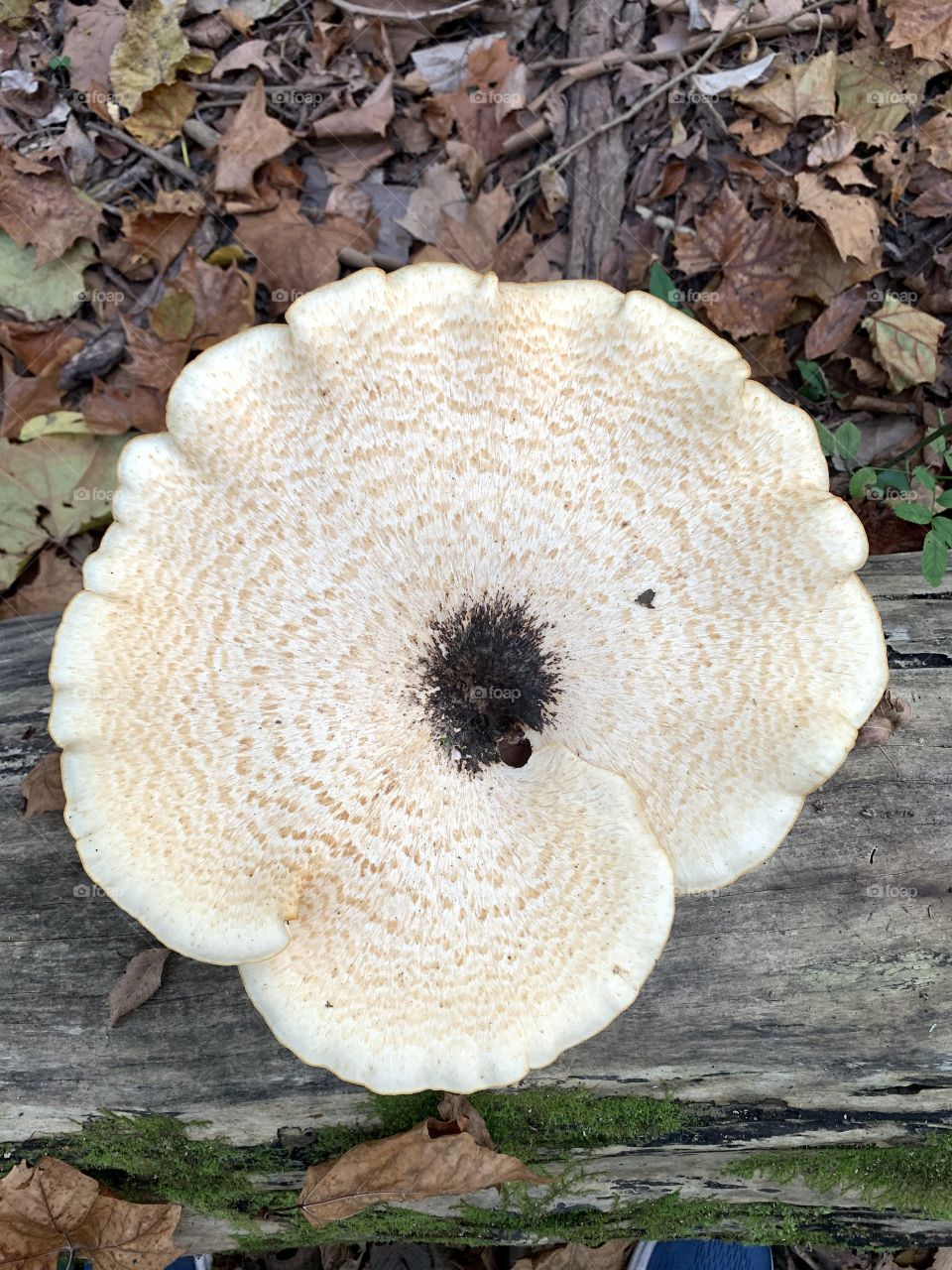 A gigantic fungus among us! What a beautiful fungi I found in the woods. Stunning! I love the log and the fall leaves in the background, too. 