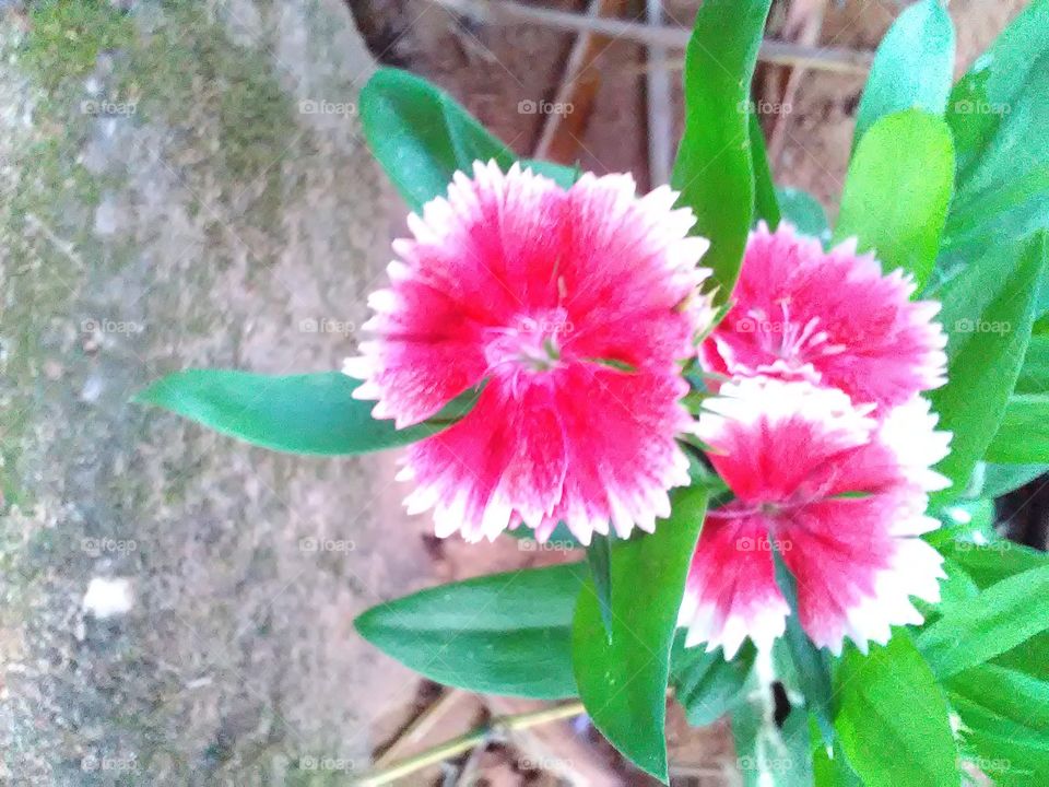 nature#flower