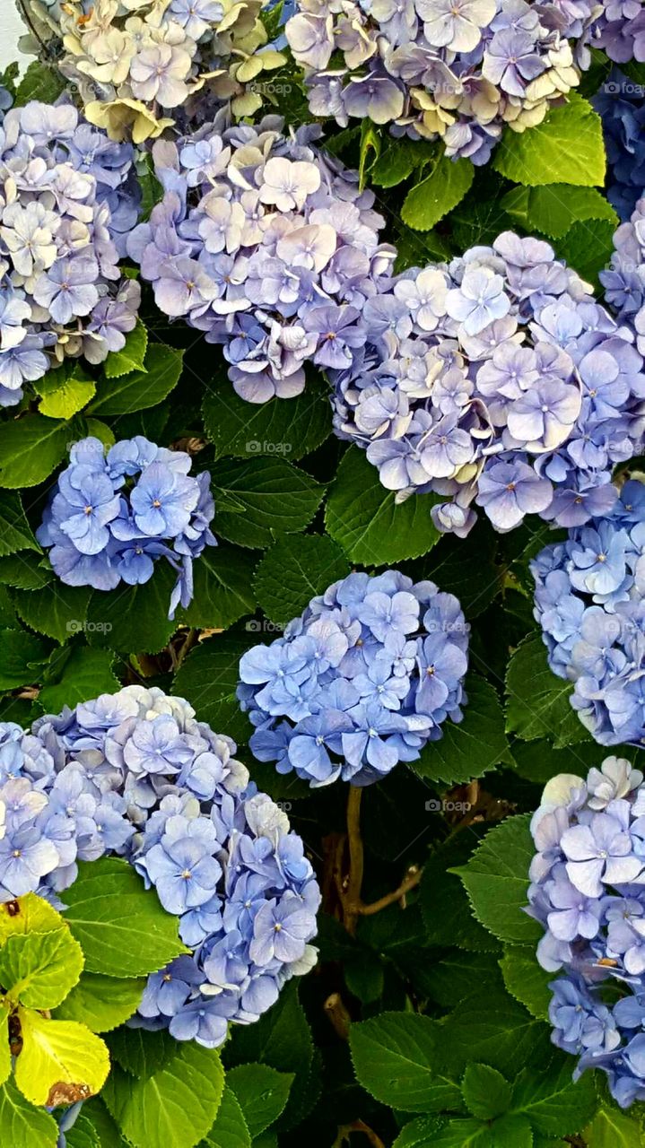 Hydrangeas