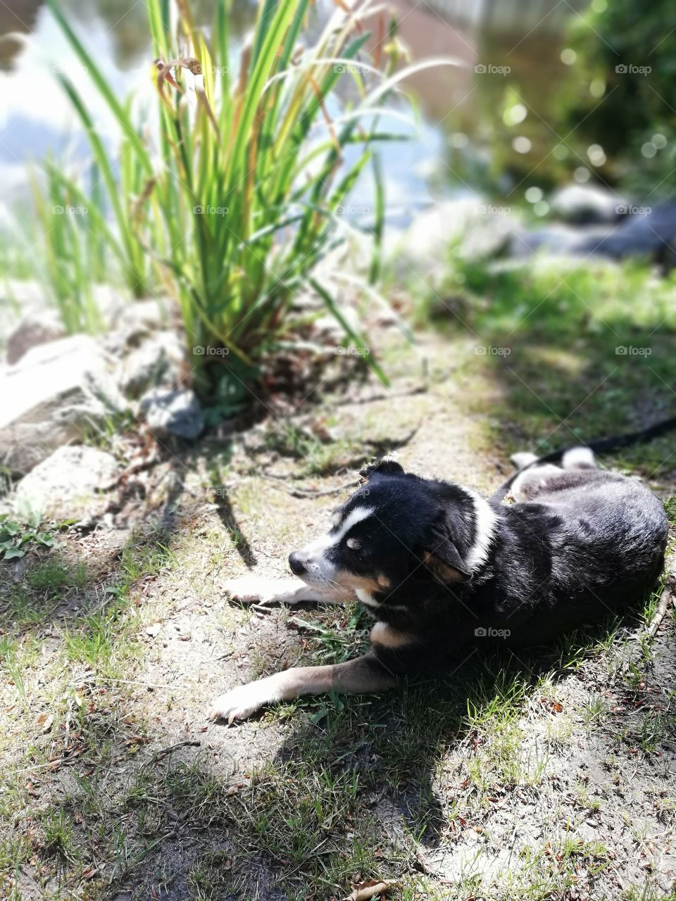 Small dog lying next to a lake in the sun