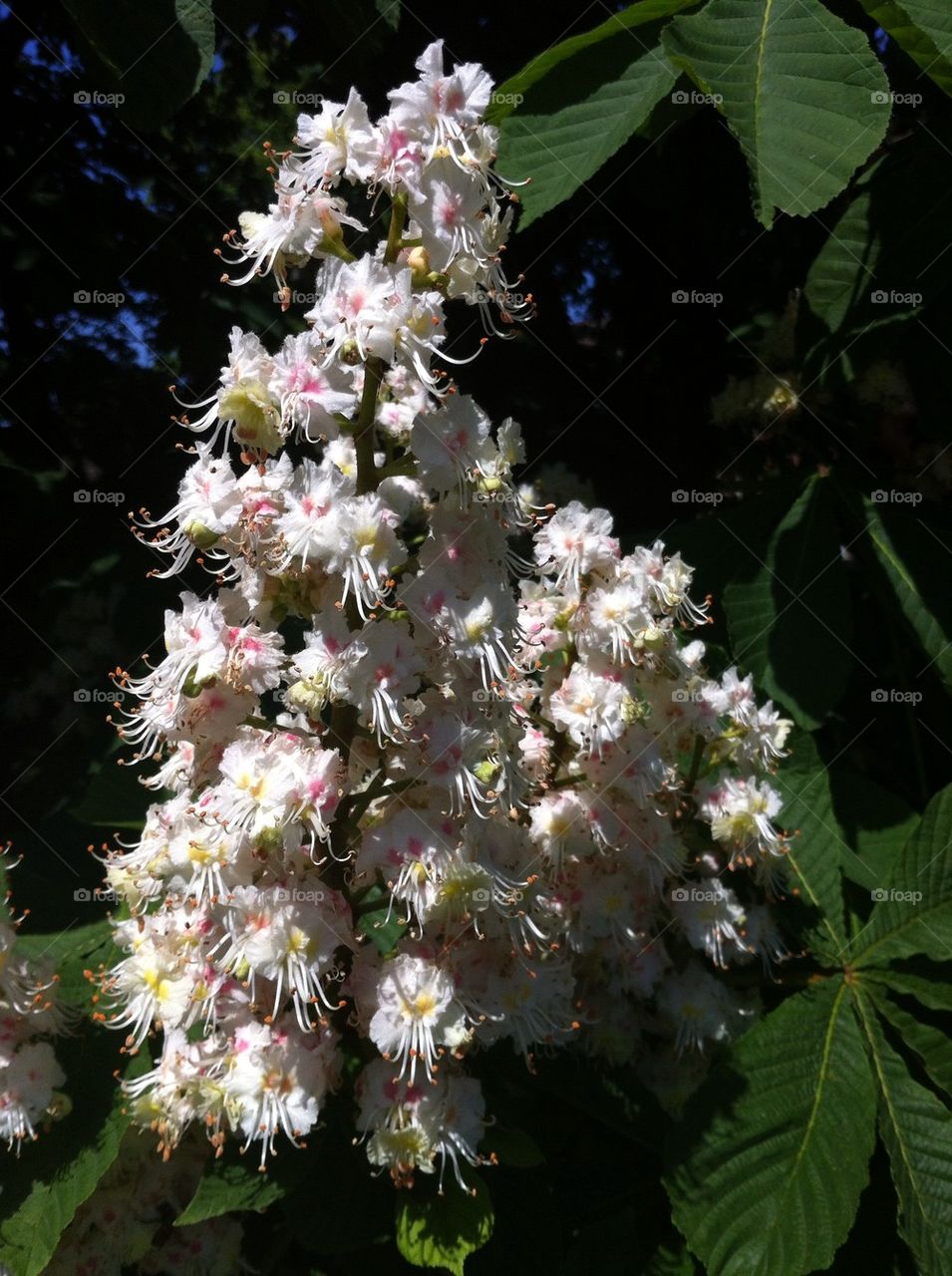 garden nature flower white by bj