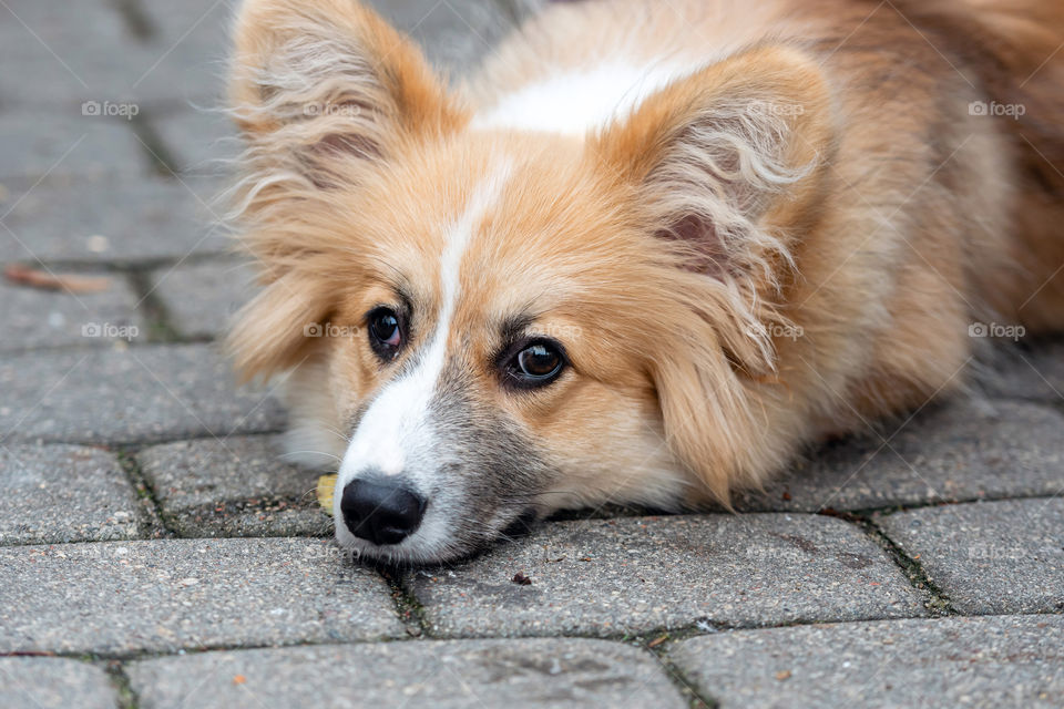 welsh corgi lay down on the sidewalk pavement