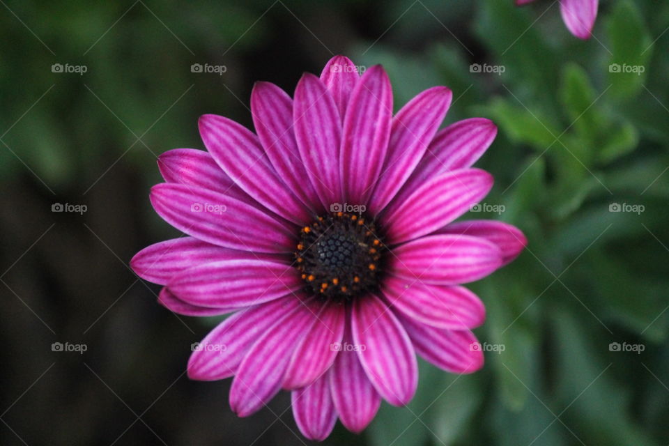 Amazing colour of this Osteospermum flower just sparkles and brightens the environment.