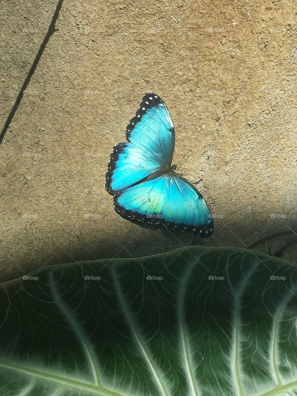 Butterfly Beauty. Blue as the sky and delicate as the wind
