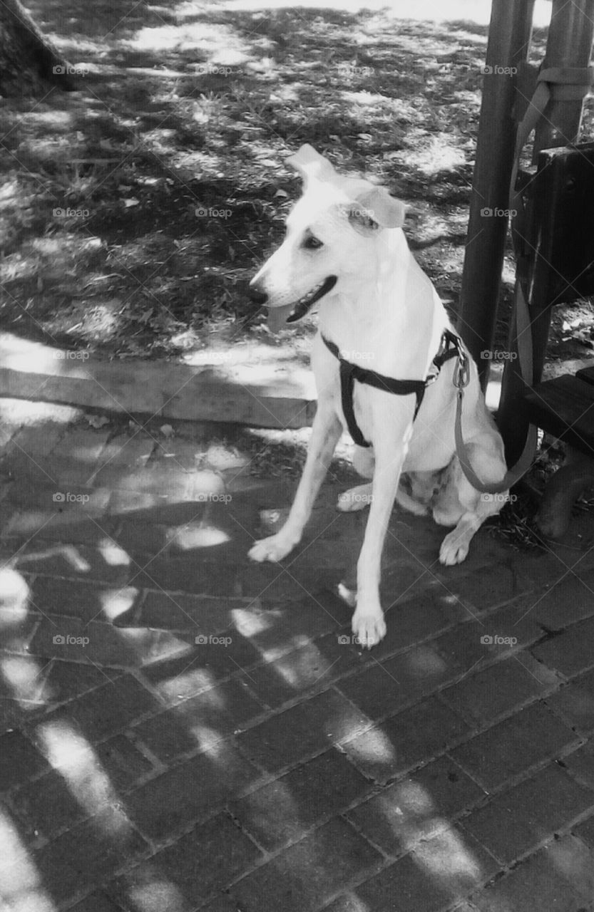 White young tallest cute domestic happy
dog in park in sunny day
