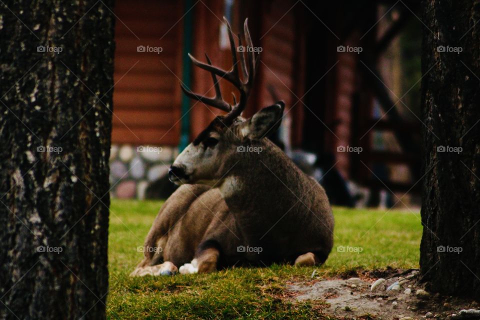 Male Buck 