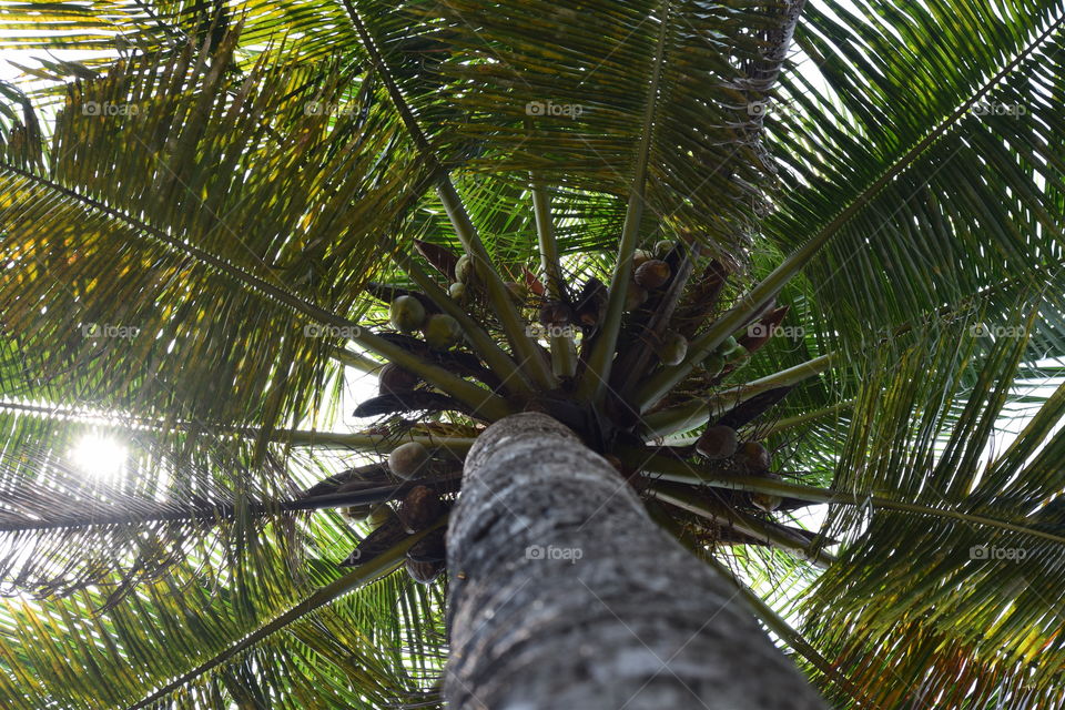 coconut palm tree view from bottom