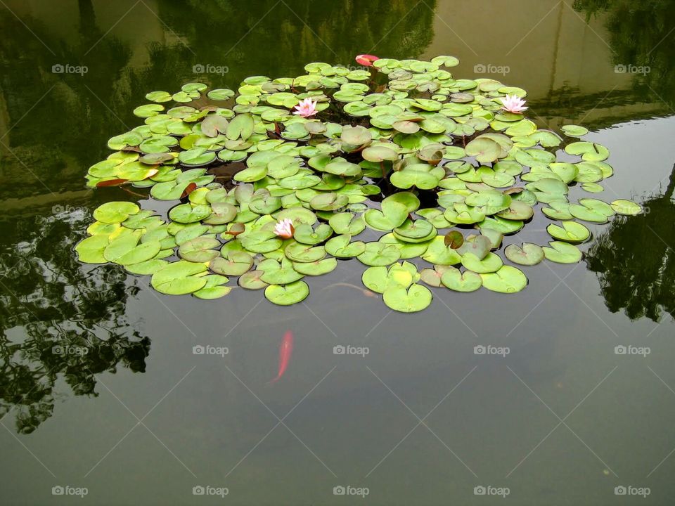lilypond