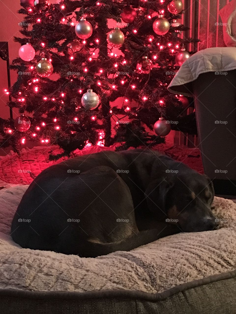 Dreaming of a big bone to chew on.