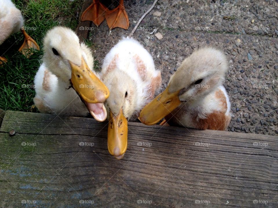 Ducklings