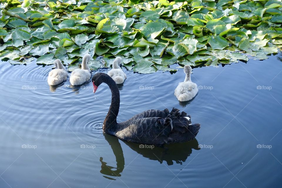 Black swan’s cygnets are protected by a parent on the water.