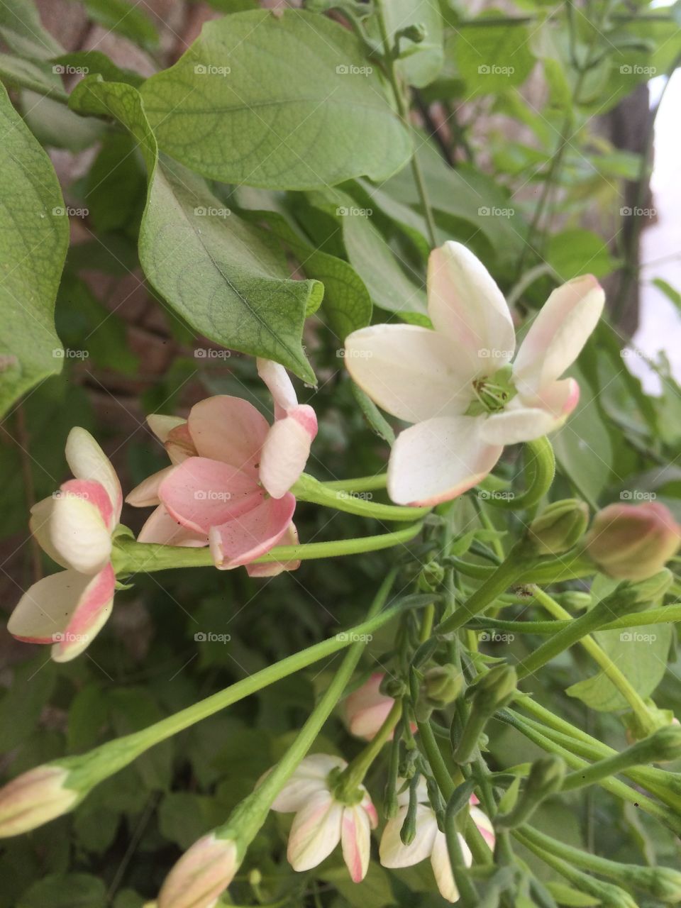 Flower plant