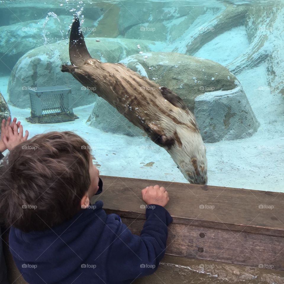 Watching the otters play.