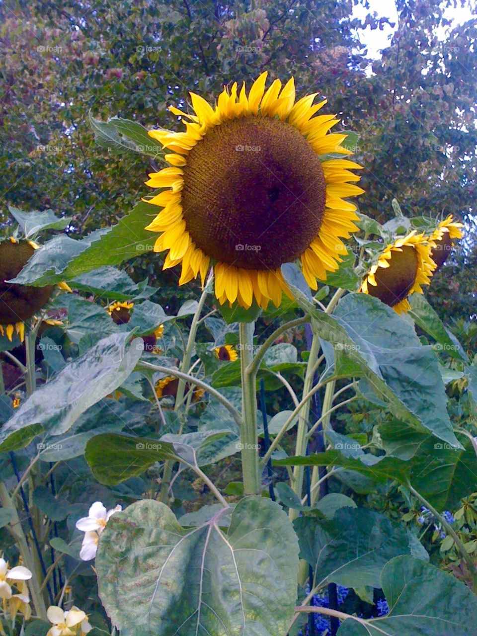 Sunflowers