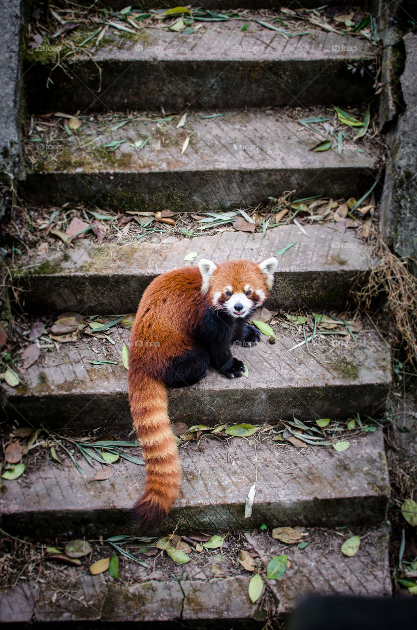 Red panda