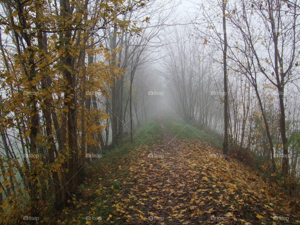 fall along the bank of the creek