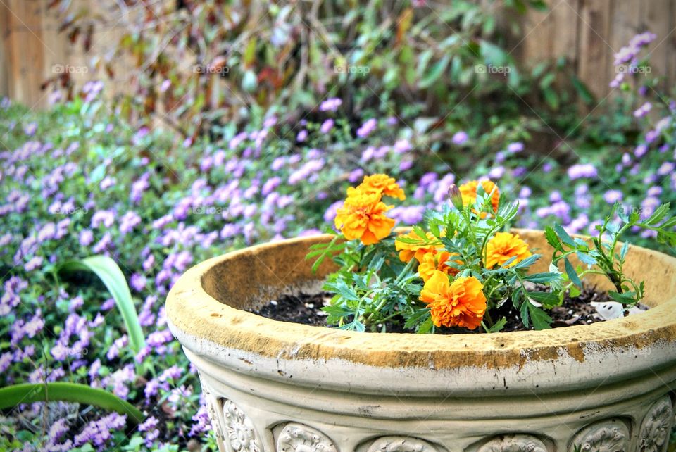 A well cared for garden will always produce wonderous beautiful delights to behold. 