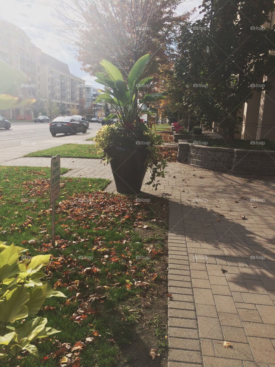 big flower pot in street 