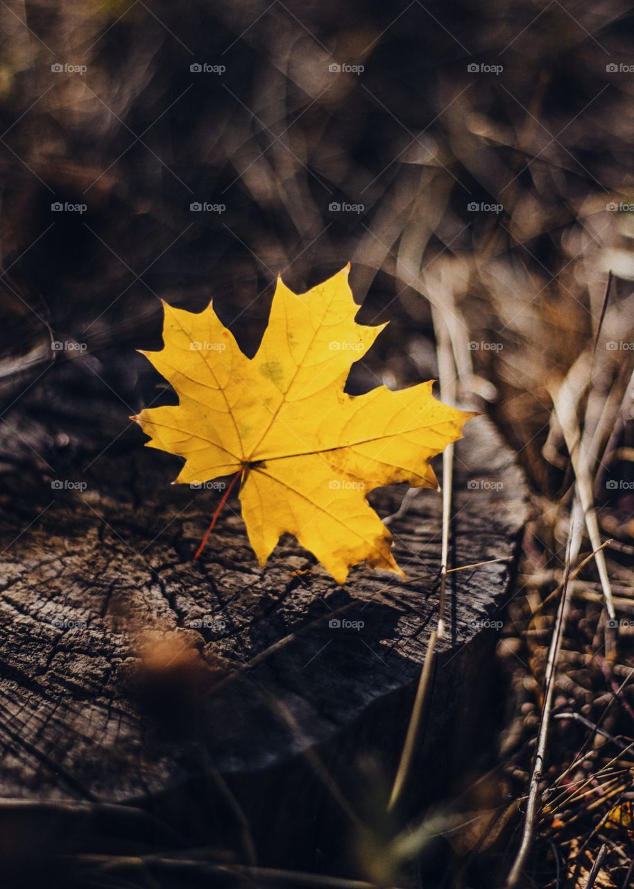 autumn maple leaf